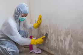 Best Black Mold Removal  in Seven Corners, VA